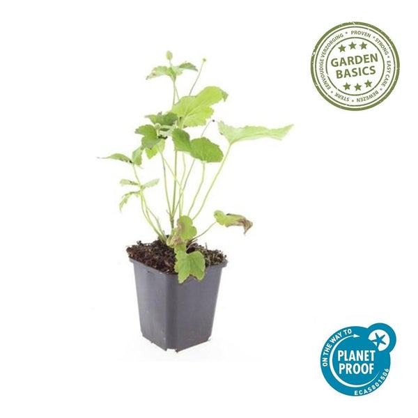 Grüne Gartenpflanze im schwarzen Kunststofftopf, ausgezeichnet für einfache Pflege und nachhaltigen Anbau.