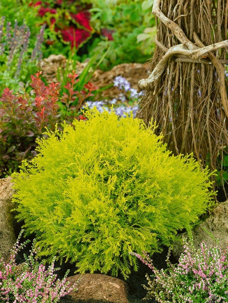 Gelbe Kugelzypresse im Gartenbeet