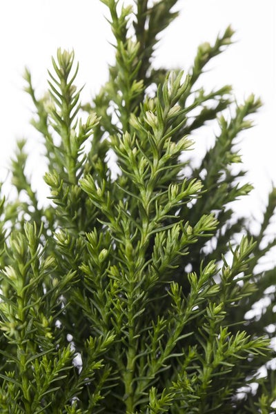 Chamaecyparis lawsoniana 'Snow White', Scheinzypresse, 30–40 cm