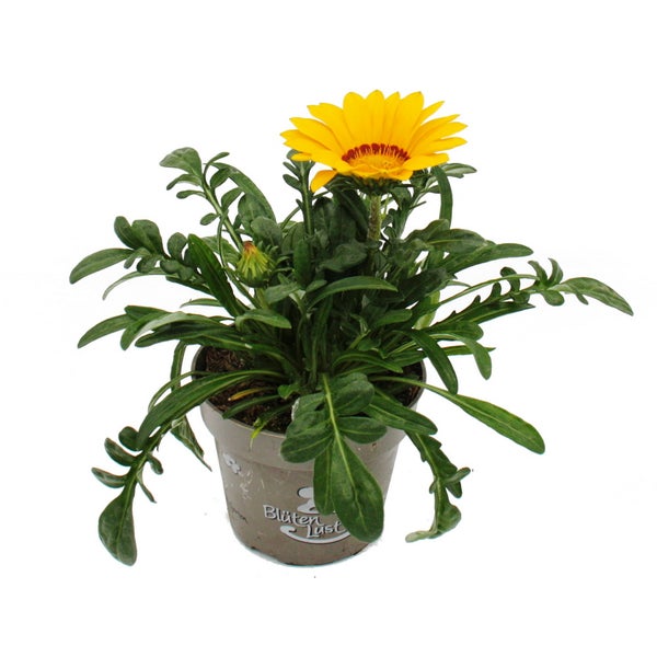 Mittagsgold - Gazania Big Kisses - 12cm Topf - Set mit 3 Pflanzen - gelb