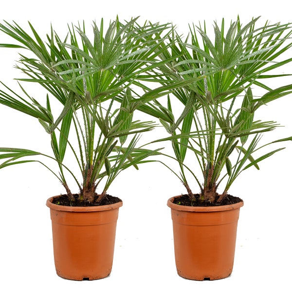 Bloomique - 2er Set - Chamaerops Humilis - Europäische Zwergpalme - Palmen Winterhart Draußen - Höhe 60-70 cm - Topf 21 cm