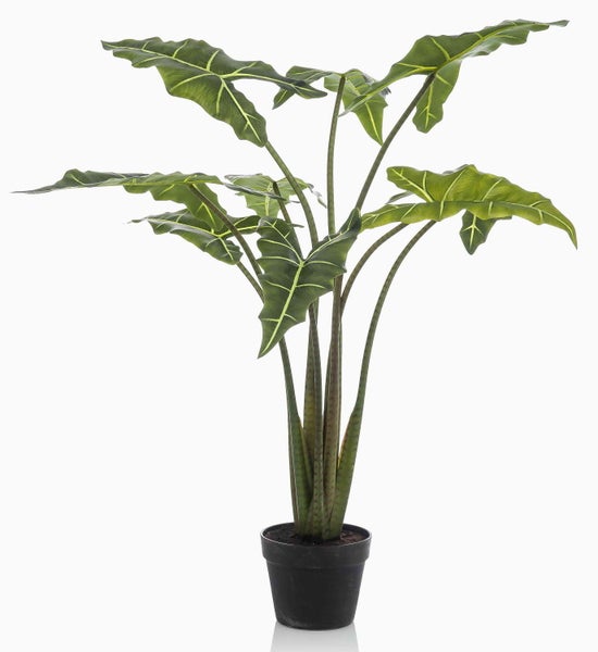 Nahaufnahme eines grünen Alocasia-Blattes mit hellgrünen Blattadern und gewelltem Rand.