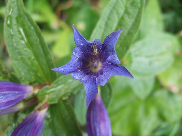 Gentiana asclepiadea, Schwalbenwurz-Enzian, blau, ca. 9x9 cm Topf