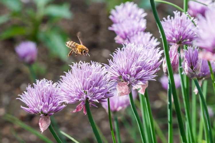SAFLAX Garden to go - BIO - Schnittlauch - Allium schoenoprasum - 250 Samen - Mit Topf, Klima - Deckel und Anzuchtsubstrat