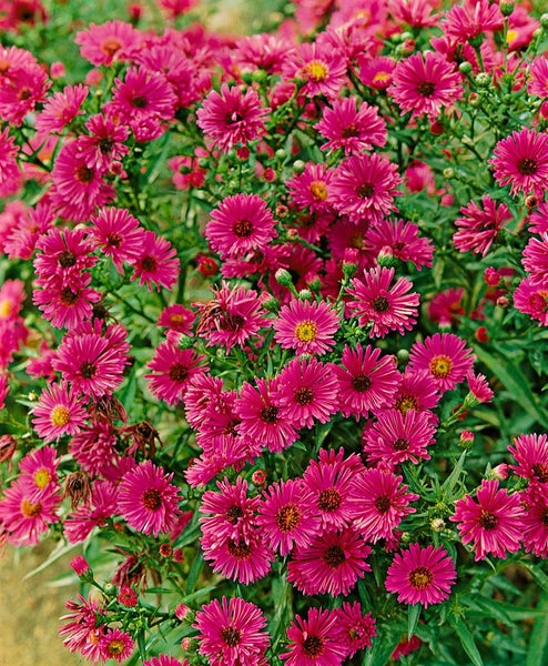 Aster novae-angliae 'Rubinschatz', Herbstaster, rubinrot, ca. 11x11 cm Topf