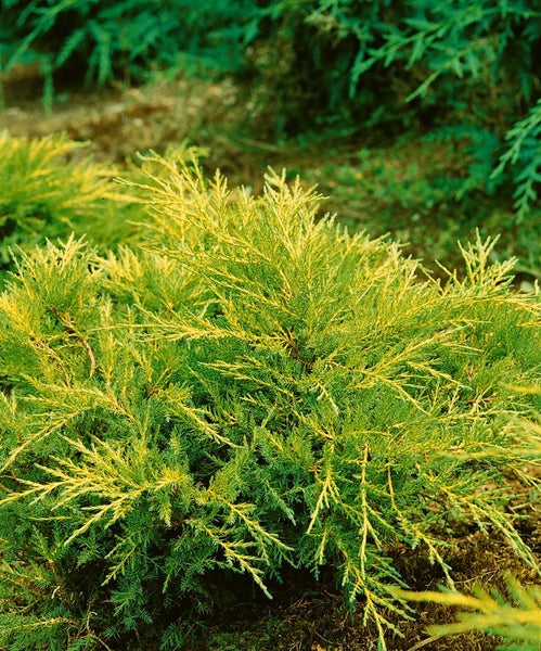 Goldene Kriechwacholder Pflanze im Garten.