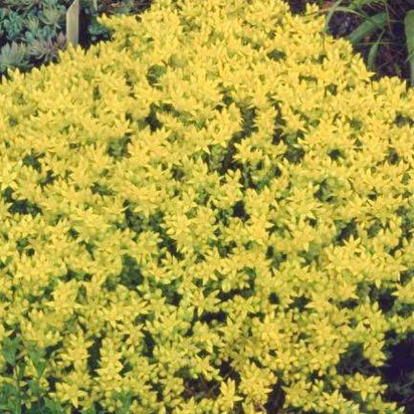 Gelber Zwergstrauch im Garten