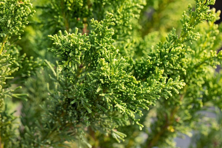 Chamaecyparis obtusa 'Drath', Hinoki-Scheinzypresse, 20–30 cm
