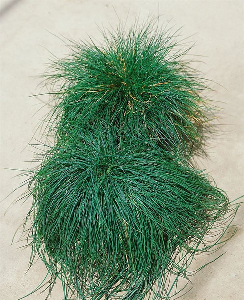 Festuca ovina, Schaf-Schwingel, ca. 9x9 cm Topf