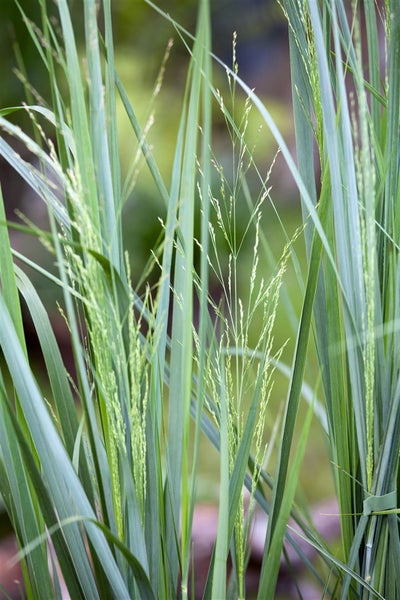 Detailaufnahme von Garten-Reitgras