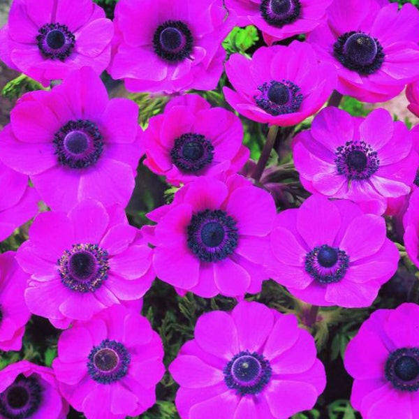Nahaufnahme von Anemonenblüten