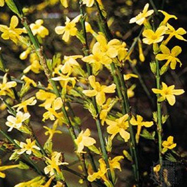 Winterjasmin mit gelben Blüten