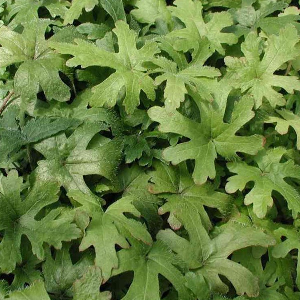 Nahaufnahme von kaukasischem Gedenkemein