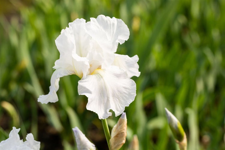 Iris x barb.-elat. 'Immortality', Schwertlilie, weiß, ca. 11x11 cm Topf