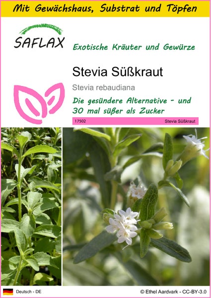 SAFLAX Anzucht Set - Stevia Süßkraut - Stevia rebaudiana - 100 Samen - Mit Mini-Gewächshaus, Anzuchtsubstrat und 2 Töpfen