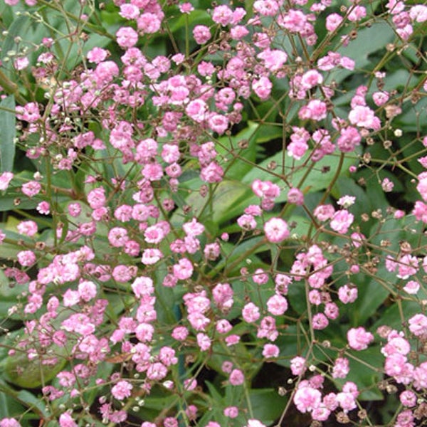 Schleierkraut mit zarten, kleinen Blüten