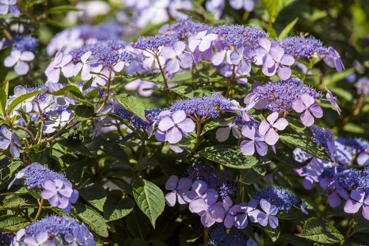 Hydrangea macrophylla 'Bodensee', Hortensie, blau, 40–60 cm
