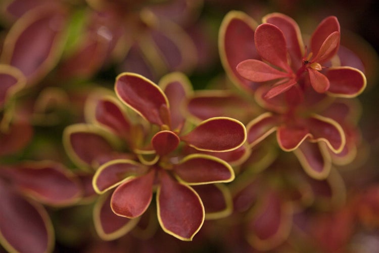 Berberis thunbergii 'Admiration', Blutberberitze, rot-gelb, 20–25 cm