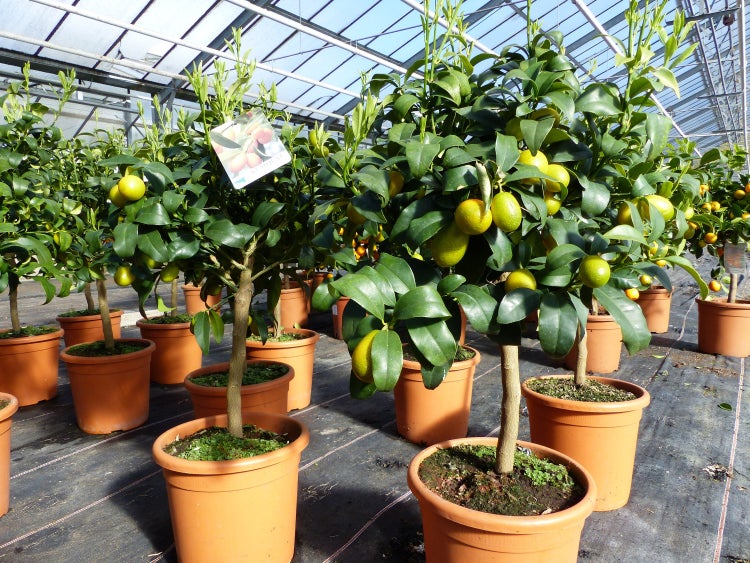 Kumquat Zwergorange Fortunella margarita Citrus Zitrus 60 - 80 cm Zitruspflanze Baum Pflanze