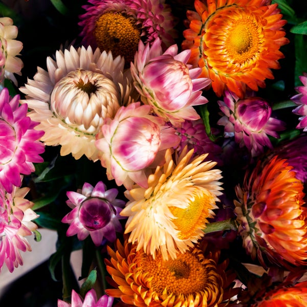 Nahaufnahme eines bunten Straußes aus Strohblumen in verschiedenen Blühstadien.
