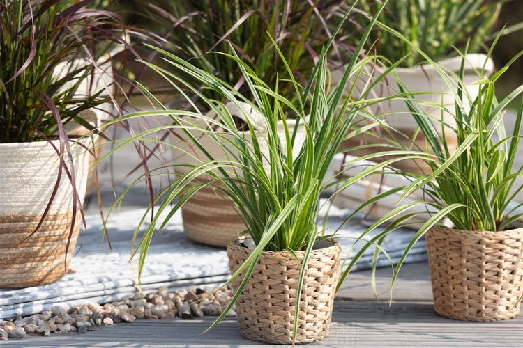 Carex morrowii 'Ice Dance', Japan-Segge, immergrün, 3-5 Liter Container