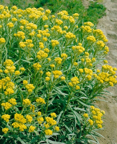 Helichrysum thianshanicum 'Schwefellicht', Strohblume, schwefelgelb, ca. 9x9 cm Topf
