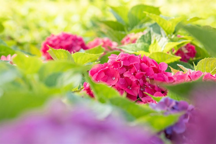 Hydrangea macrophylla 'Bouquet Rose', Hortensie, rosa, 60–80 cm