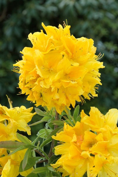 Rhododendron luteum 'Goldstück', gelb, 40–50 cm
