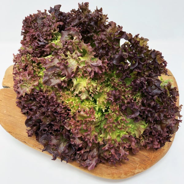 Lollo Rossa Blattsalat auf einem Holzbrett.