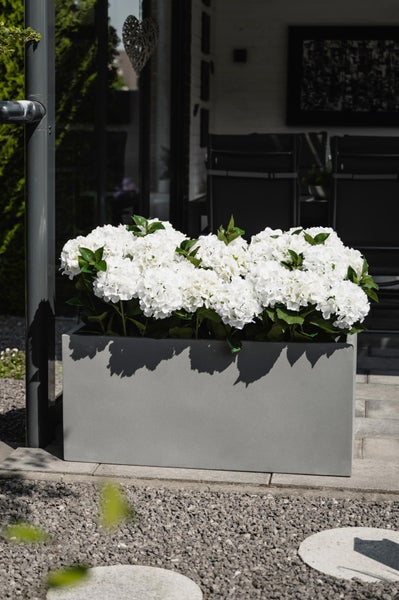 Rechteckiger grauer Pflanzkasten auf einer Terrasse, bepflanzt mit weißen Hortensien. Modernes Design für den Garten.