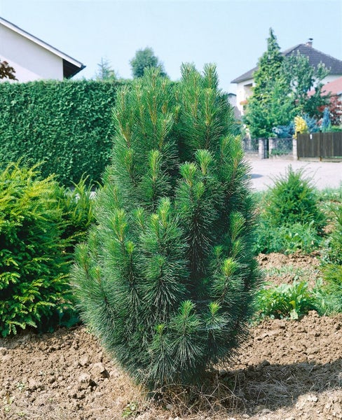 Solitärgehölz Kiefer im Gartenbeet