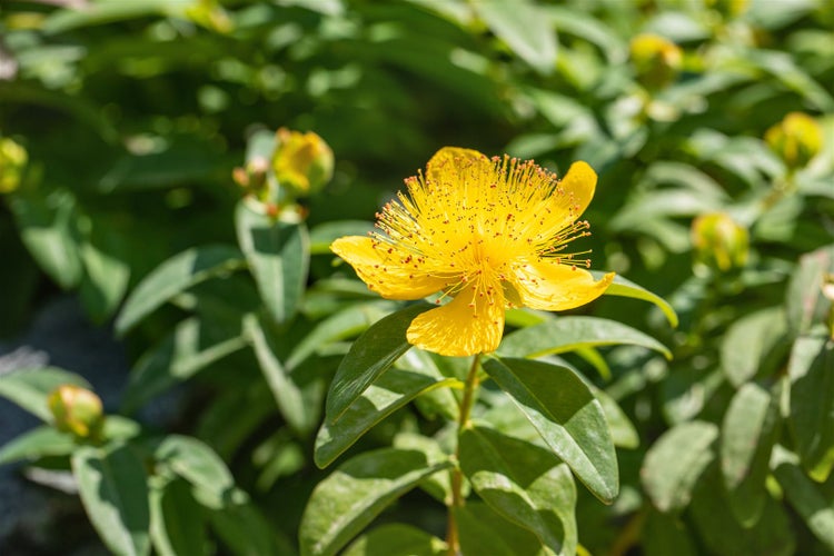 Hypericum calycinum, Johanniskraut, gelb, ca. 9x9 cm Topf