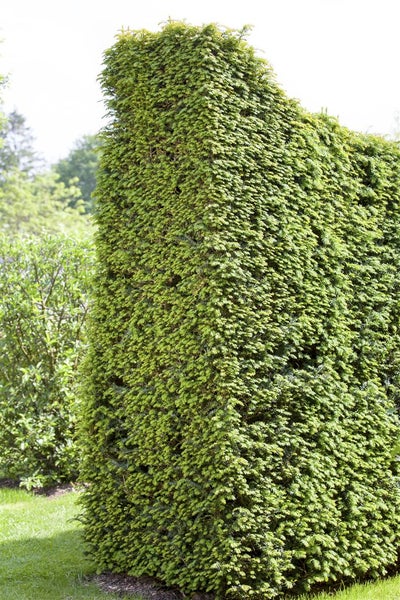 Formschnittgehölz im Garten