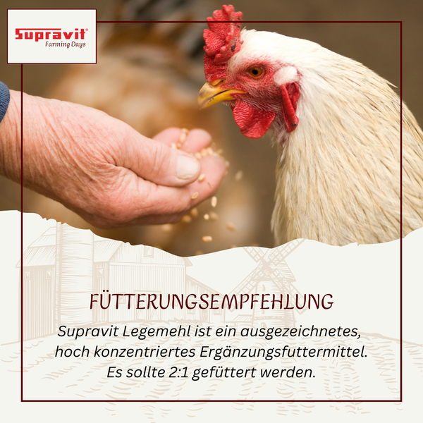 Eine Hand füttert ein Huhn mit Legehennenfutter. Supravit Logo.