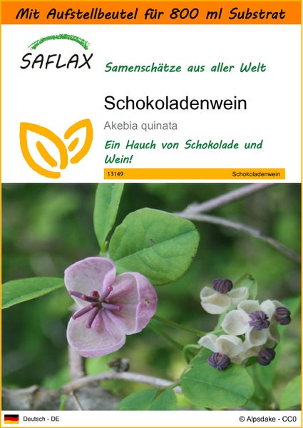 SAFLAX Garden in the bag - Schokoladenwein - Akebia quinata - 10 Samen - Mit Anzuchtsubstrat im praktischen, selbst aufstellenden Beutel