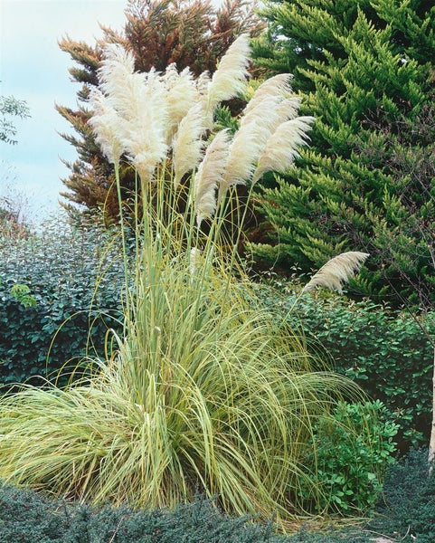 Cortaderia selloana 'Esperanta', Pampasgras, 3-5 Liter Container