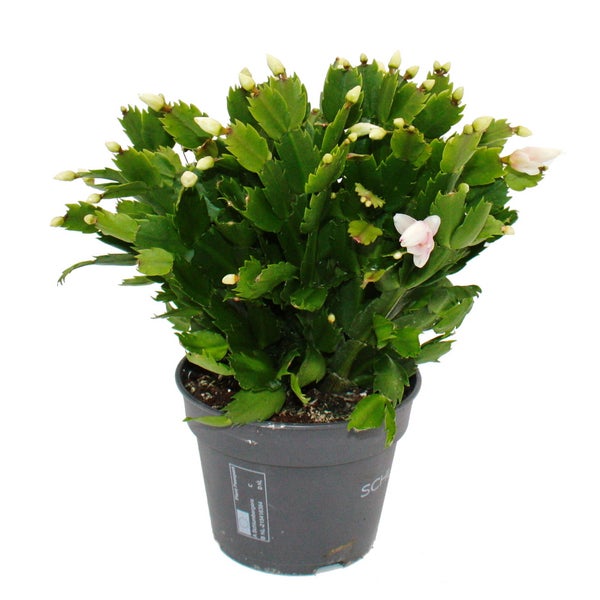 Großer Weihnachtskaktus - Schlumbergera - XXL - 17cm Topf - ca. 25-35cm hoch - weisse Blüten
