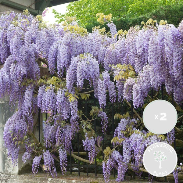Blauregen Wisteria mit hängenden violetten Blütenrispen an einem Zaun, Set aus zwei blühenden Pflanzen.