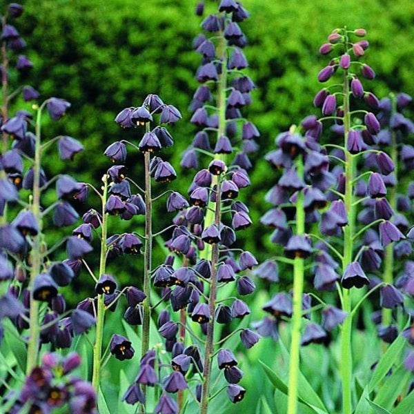 Gruppe Fritillaria persica Pflanzen im Garten
