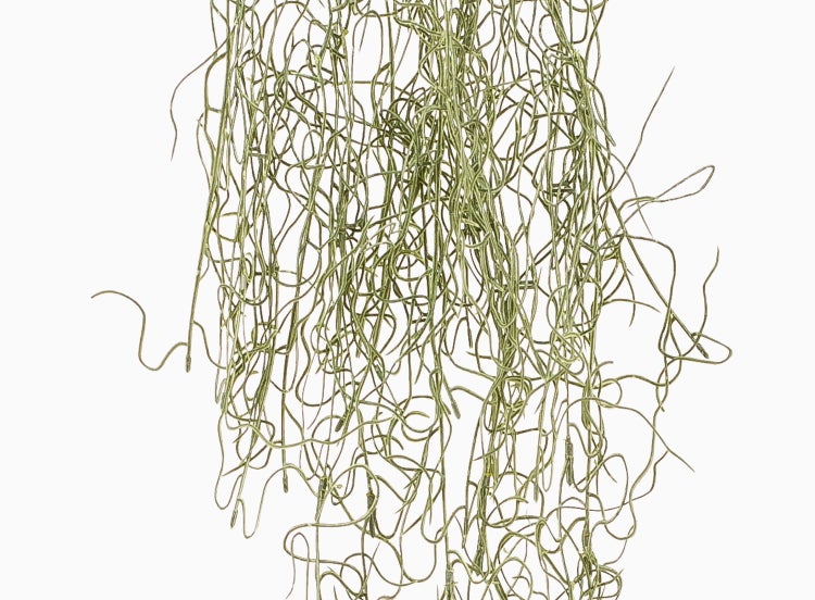 Tillandsia usneoides Luftpflanze mit langen, dünnen, gewundenen Trieben.