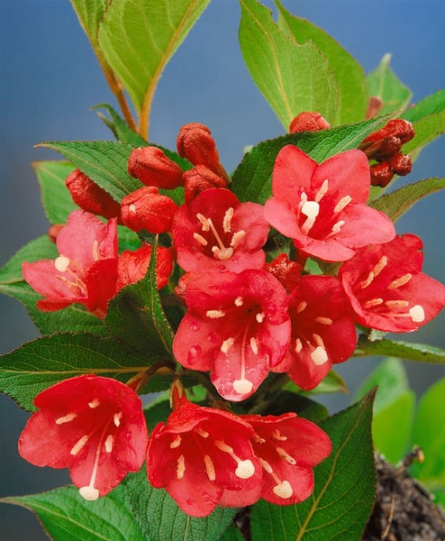 Weigela 'Eva Rathke', Weigelie, karminrot, 100–125 cm