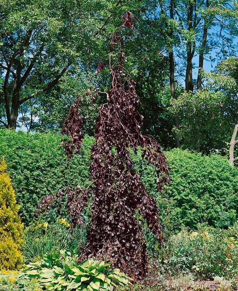 Trauerblutbuche im Garten