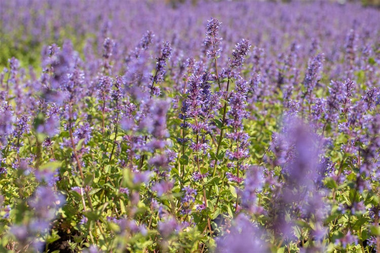 Nepeta racemosa 'Superba', Katzenminze, blauviolett, ca. 9x9 cm Topf