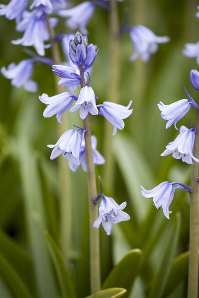 Hyacinthoides hispanica, Spanisches Hasenglöckchen, blau, ca. 9x9 cm Topf