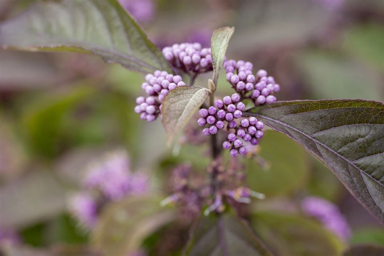 Callicarpa bodinieri 'Profusion', Schönfrucht, violette Beeren, 100–125 cm