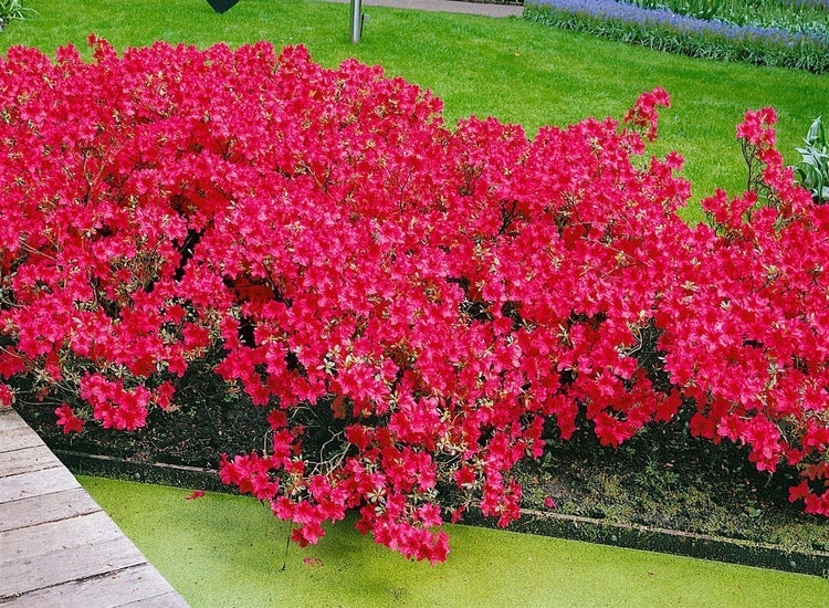Japanische Azalee mit roten Blüten in einem Gartenbeet neben einem Teich und Rasen.