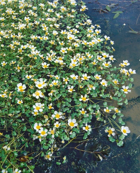 Ranunculus aquatilis, Wasserhahnenfuß, ca. 9x9 cm Topf