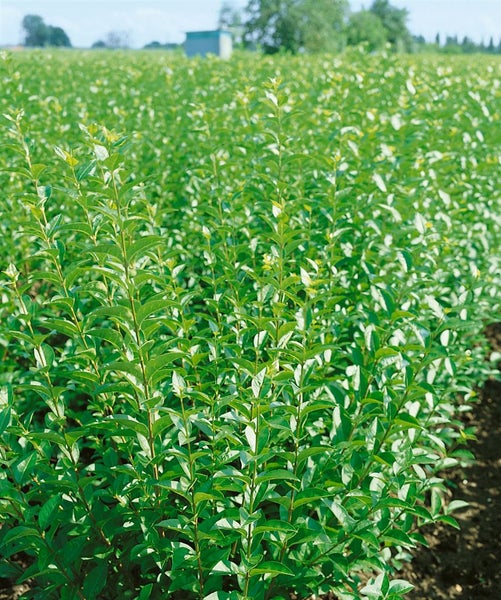 Ligustrum vulgare 'Atrovirens', Liguster, immergrün, 150–175 cm