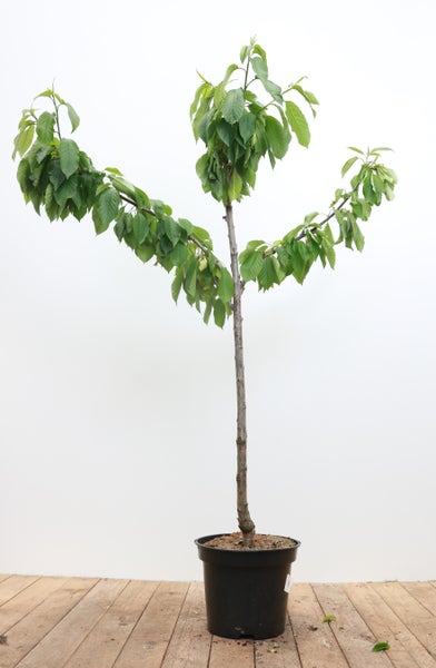 Prunus avium 'Büttners Roter Knorpel', Süßkirsche, 150–200 cm