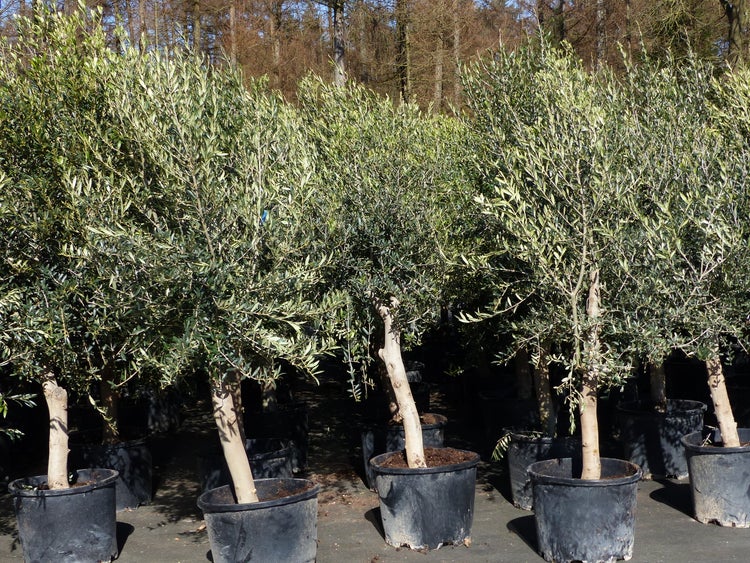 Olivenbaum 20J 180 - 220 cm St.20-30  + 20L Palme St.40 - 60 cm im Set, beste Qualität, winterhart, Trachycarpus Olive